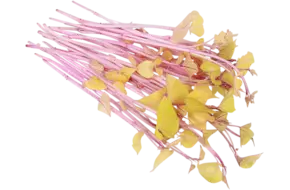 Sweet Peeper Cress